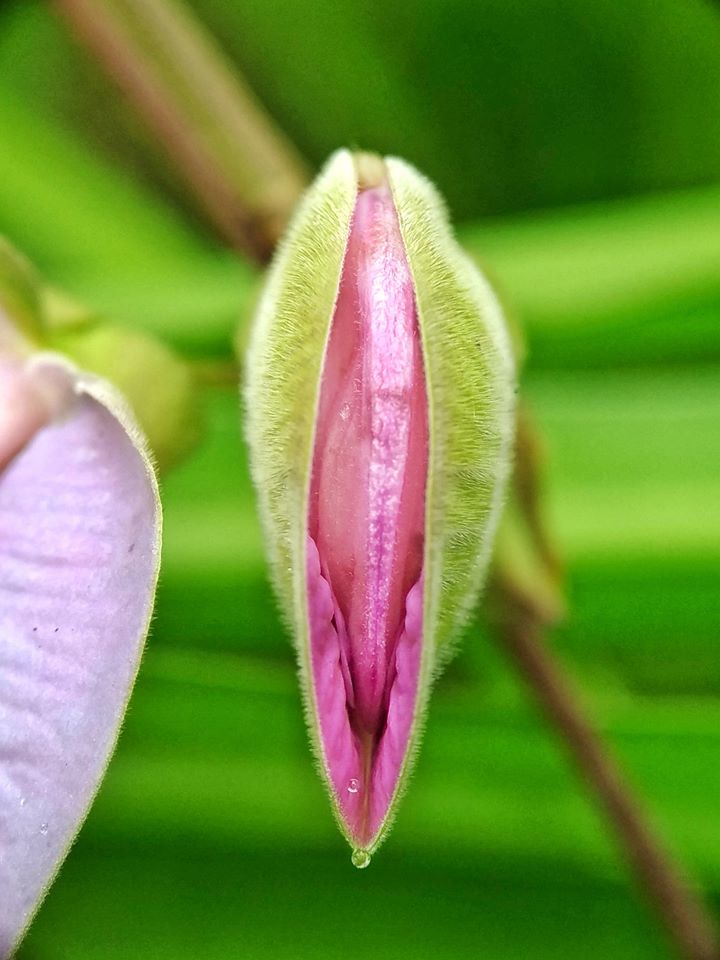 Fiori: perchè e come fotografarli?