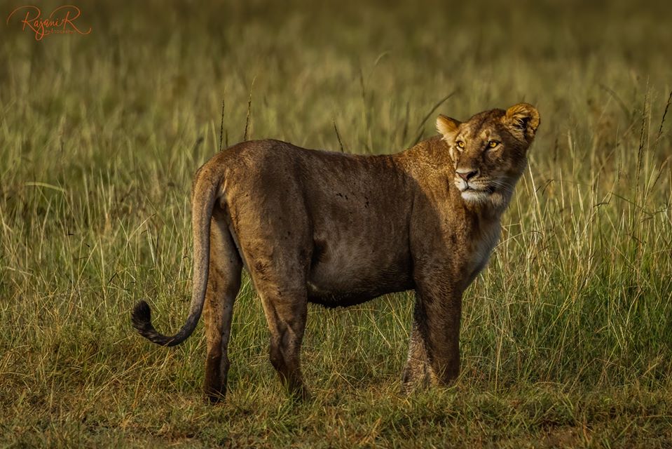 Fotografia faunistica: il ritratto animale