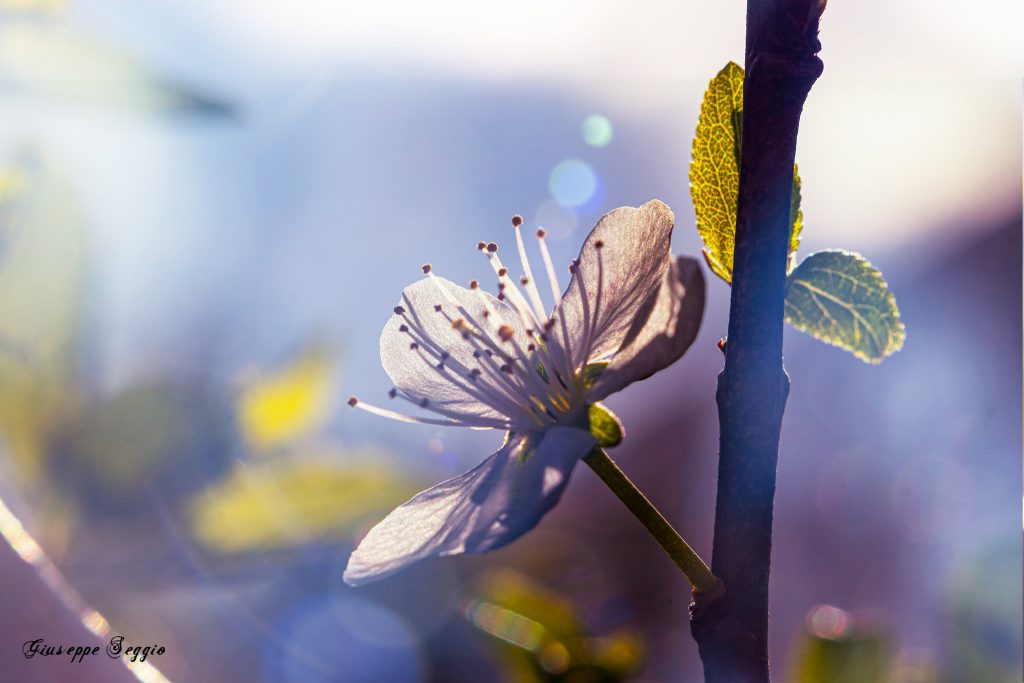 Fiori: perchè e come fotografarli?