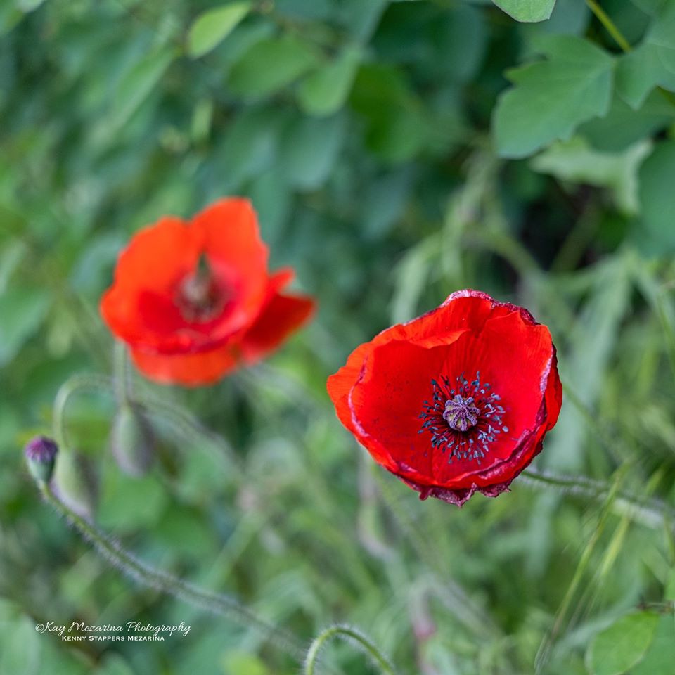 Fiori: perchè e come fotografarli?