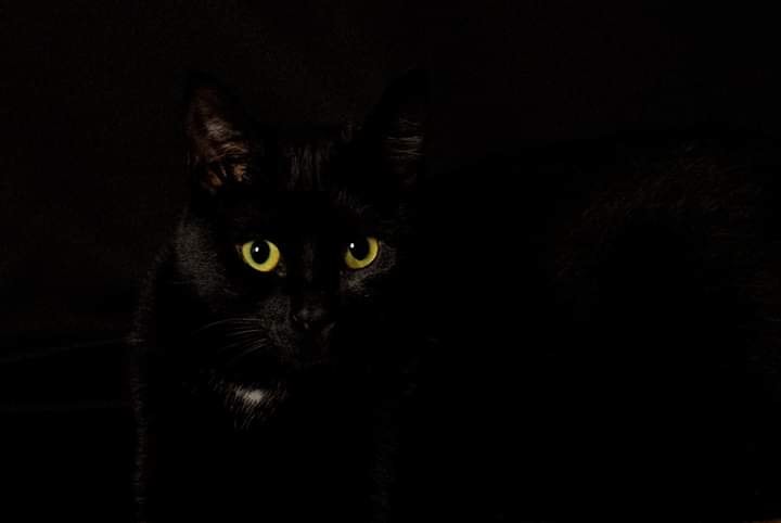 Il gatto nero: superstizione, sfortuna o buona sorte?