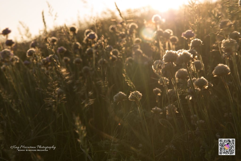 Fotografia: i riflessi di luce del Lens flare