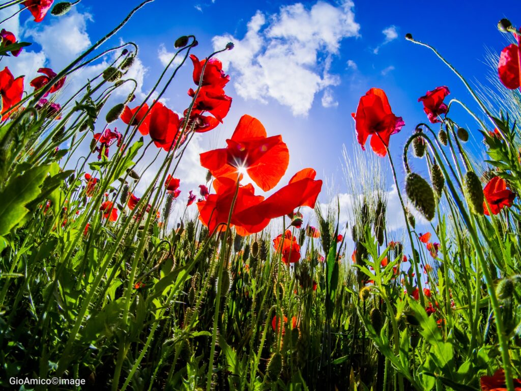 Fotografia: a cosa serve e come usare l’obiettivo “Fisheye”
