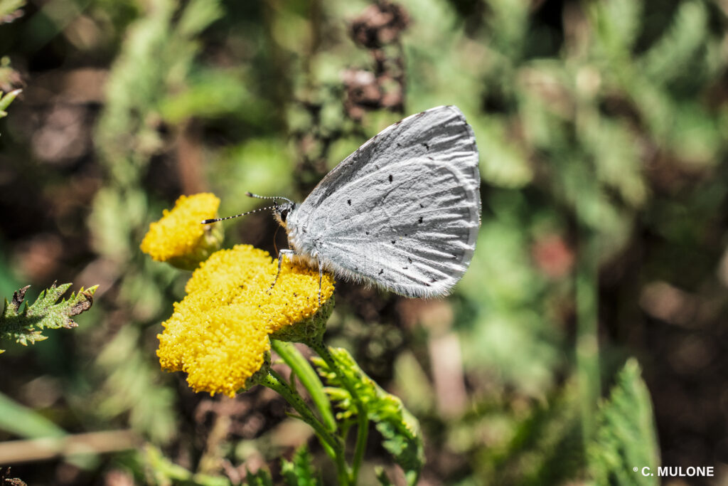 Lepidoptera Linnaeus: il fascino della farfalla e la sua utilità