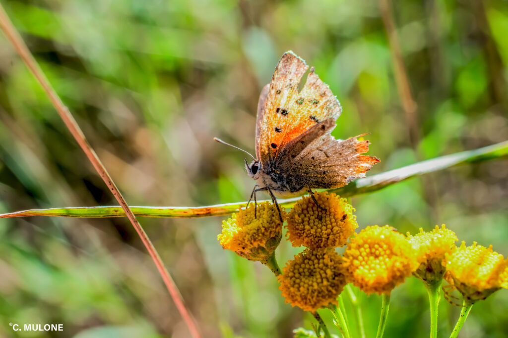 Lepidoptera Linnaeus: il fascino della farfalla e la sua utilità