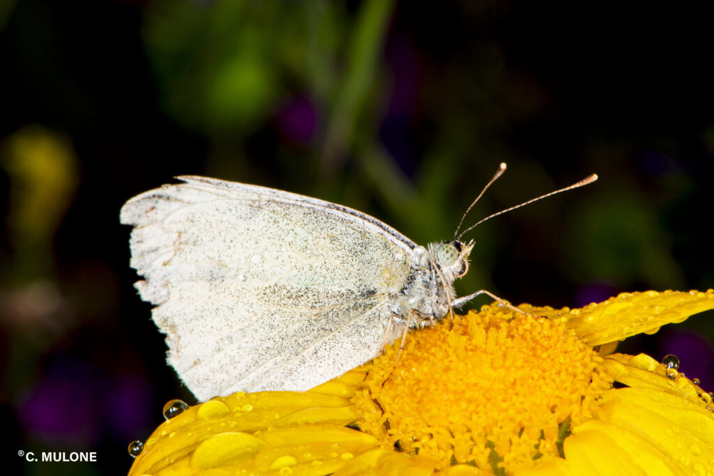 Lepidoptera Linnaeus: il fascino della farfalla e la sua utilità