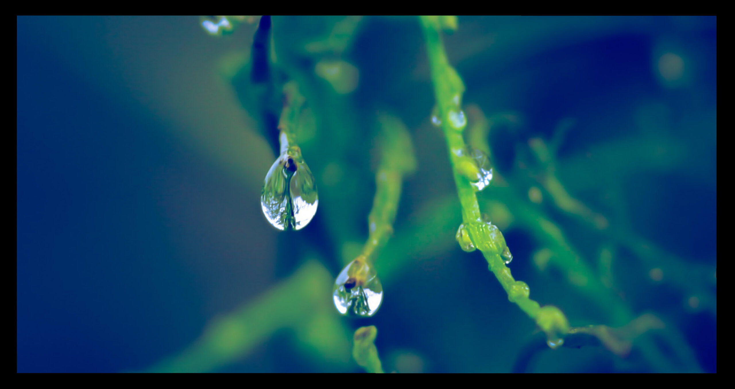 Tecnica fotografica: alcuni consigli per fotografare con la pioggia