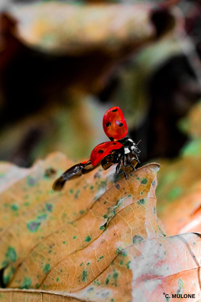 Coccinella: le caratteristiche del piccolo insetto "porta fortuna"