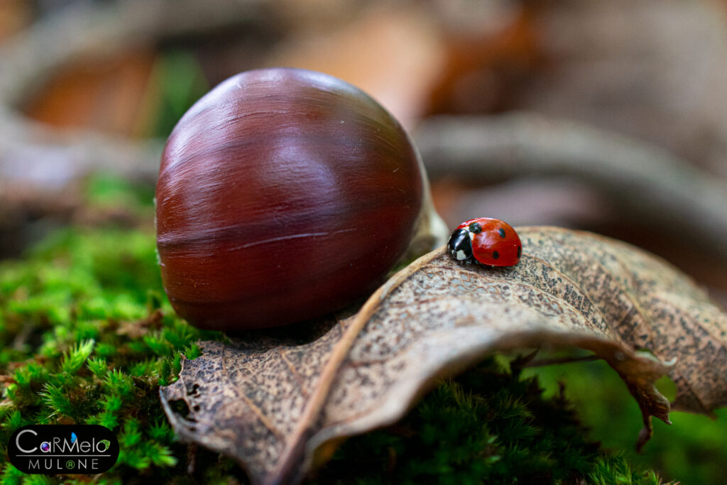Coccinella: le caratteristiche del piccolo insetto "porta fortuna"