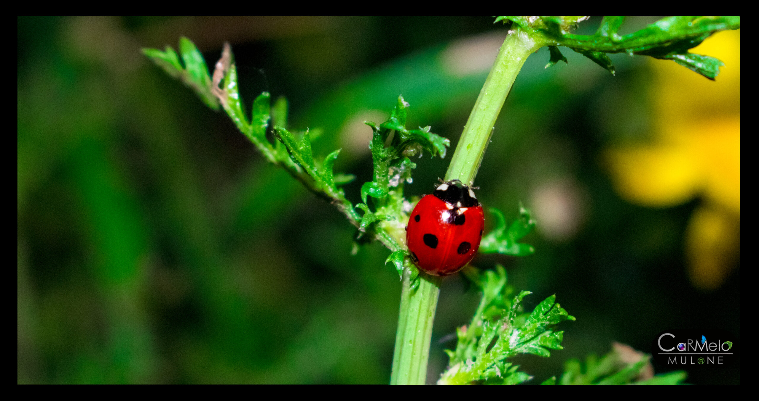 Coccinella: le caratteristiche del piccolo insetto “porta fortuna”