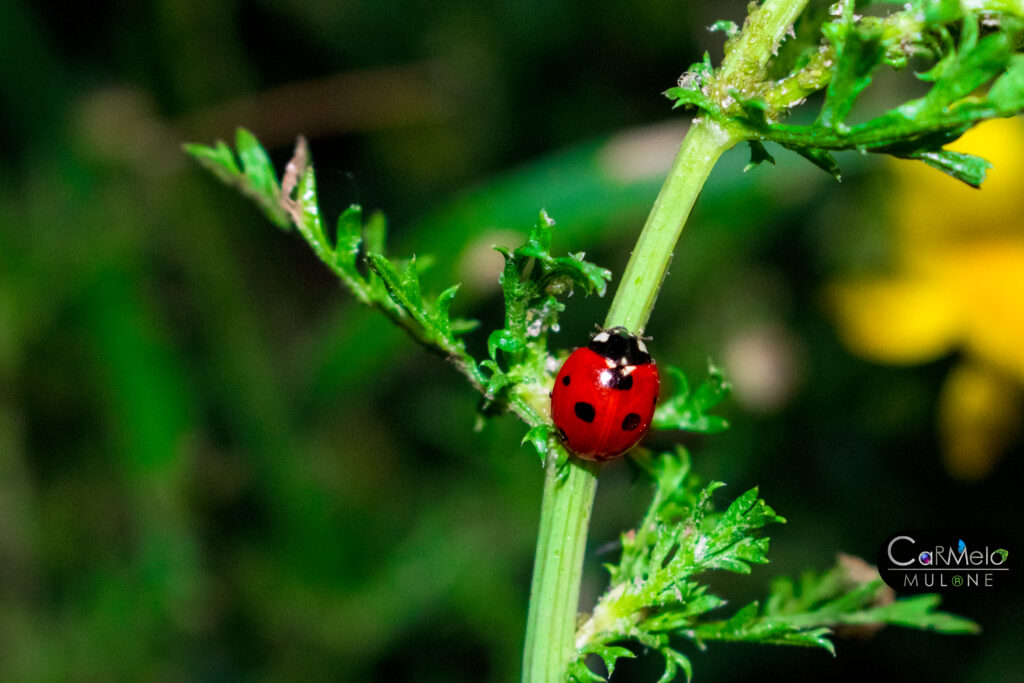 Coccinella: le caratteristiche del piccolo insetto "porta fortuna"