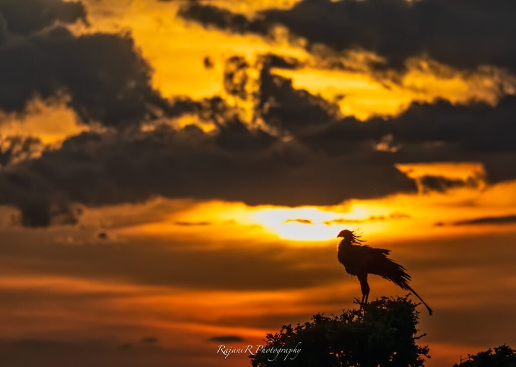 Tecnica fotografica: come realizzare l’effetto Silhouette