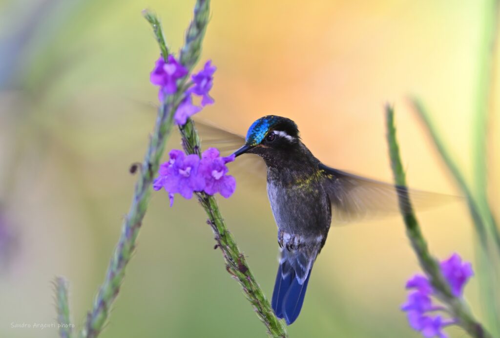 Colibrì: caratteristiche e simbologie