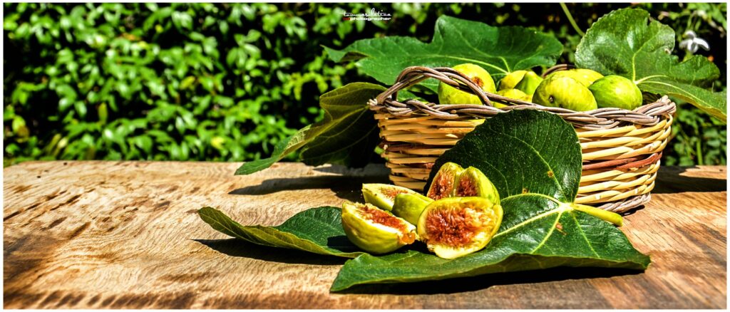 Ficus carica: il frutto simbolo dell’abbondanza e della fertilità