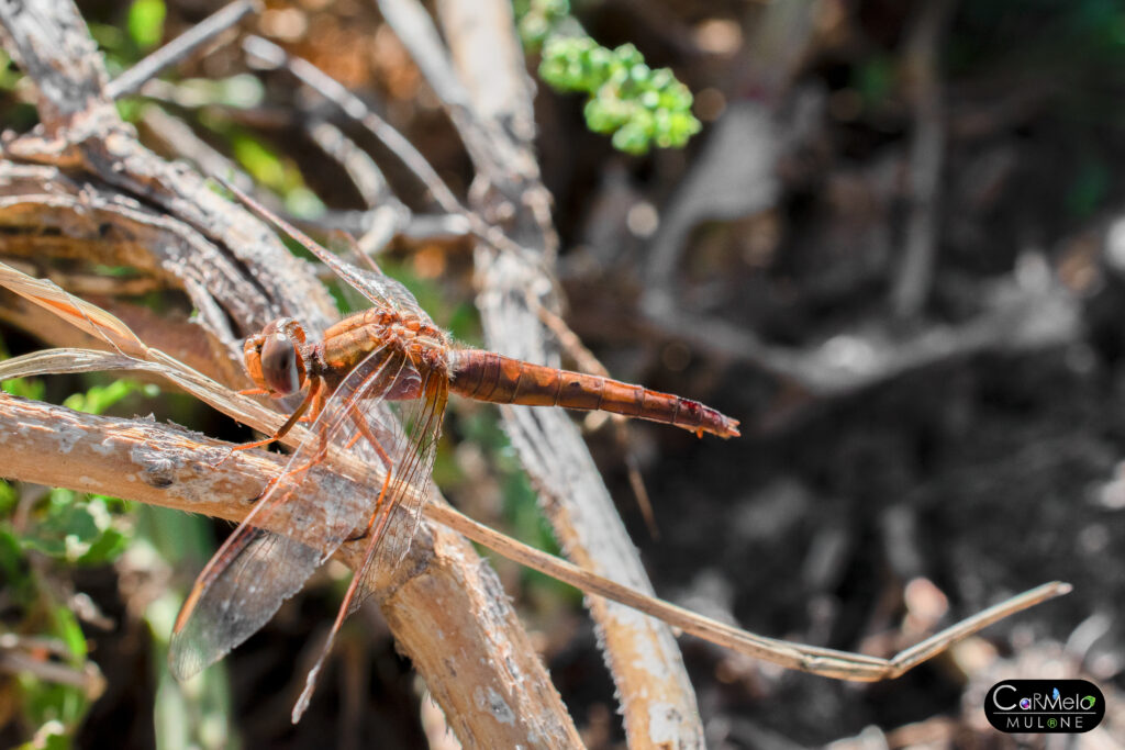 Libellula: quali sono le sue caratteristiche?