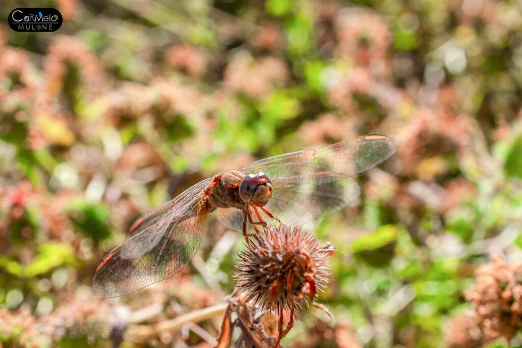 Libellula: quali sono le sue caratteristiche?