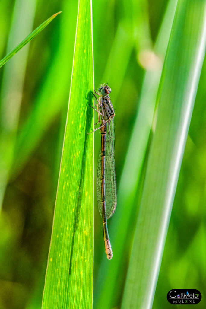 Libellula: quali sono le sue caratteristiche?