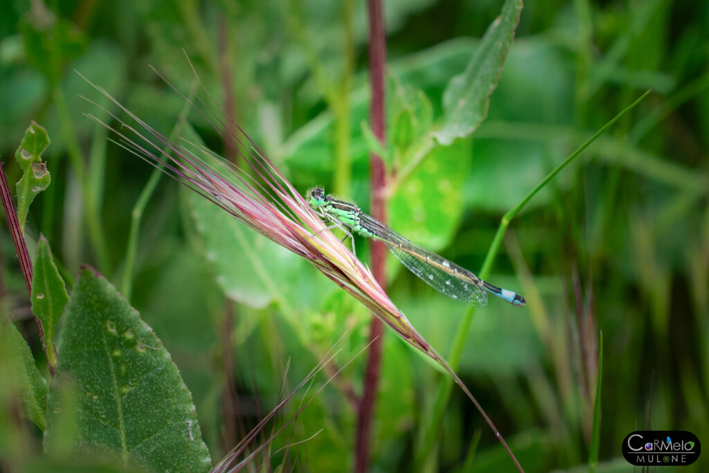 Libellula: quali sono le sue caratteristiche?