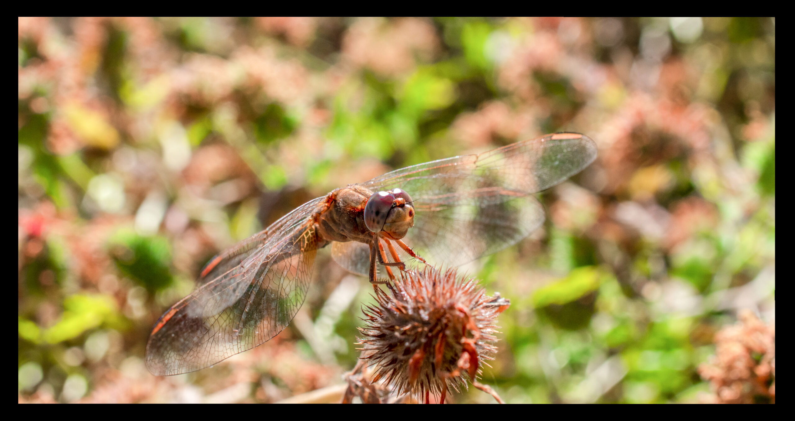 Libellula: quali sono le sue caratteristiche?